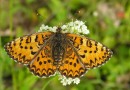 Lesser Spotted Fritillary (Melitaea trivia) ©  S. Beshkov